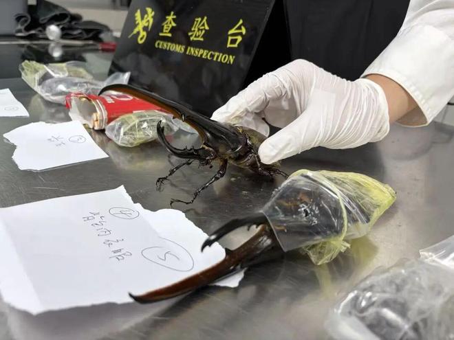 名记点评黄蜂送走三球运作